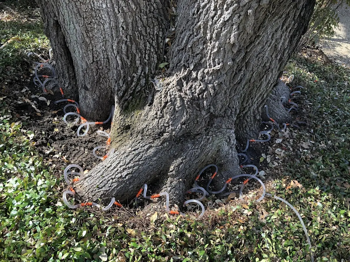 Detailed Tree Cabling and Bracing job site in Somonauk